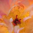 USA, Washington State, Seabeck. Peony flower close-up. Art Print